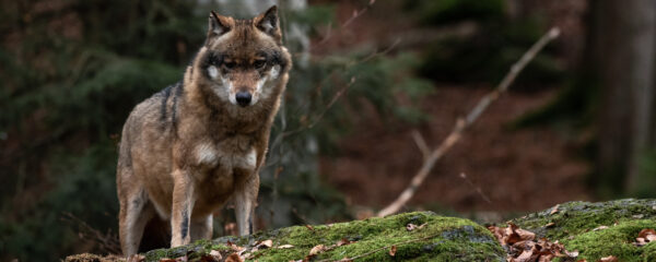 parcs animaliers