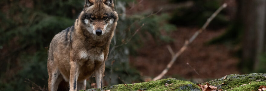 parcs animaliers
