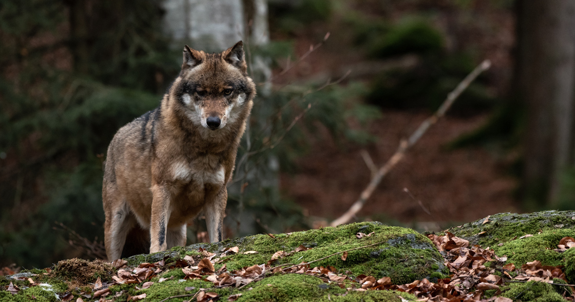 parcs animaliers